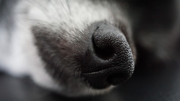Multarán a quienes dejen encerradas a sus mascotas en vehículos » Ñanduti