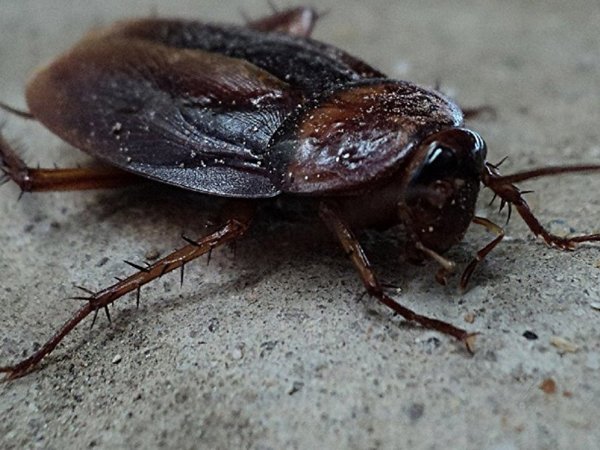 Salvan la vida a una cucaracha en Rusia