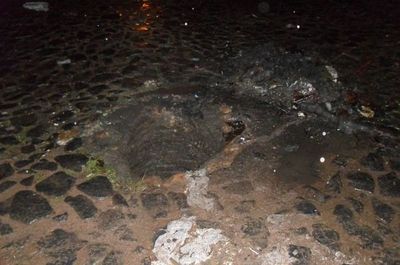 Bebé de menos de dos años muere tras caer a un pozo en Paso Horqueta  - Nacionales - ABC Color