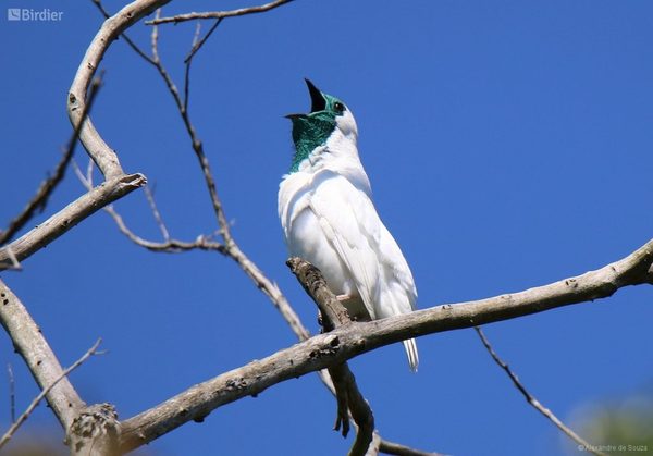 Asunción será sede internacional del festival de aves