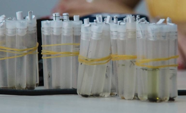 HOY / El Aedes aegypti vive como una mascota más en las casas: casos de dengue superan a las últimas epidemias