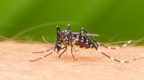 La mayoría de los casos confirmados de dengue son en el área metropolitana » Ñanduti