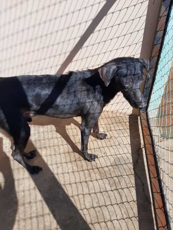 Anacleto está en una vete busca casa » Ñanduti