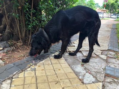 Perrito perdido sobre 25 de mayo y Tte. Ramella » Ñanduti