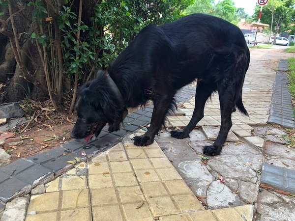 Perrito perdido sobre 25 de mayo y Tte. Ramella » Ñanduti