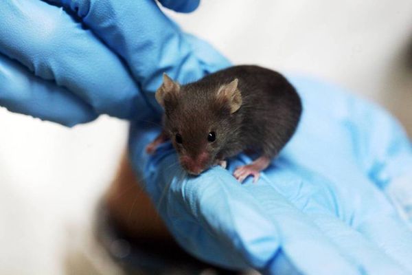 Investigadores chinos logran engendrar ratones en células de la granulosa  - Ciencia - ABC Color