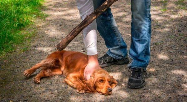 Maltratar a animales puede costar hasta dos años de cárcel, más multas - ADN Paraguayo