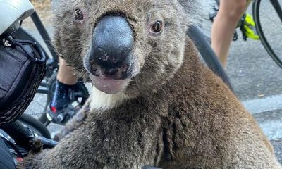 El gesto de una ciclista con un Koala, en medio del calor que azota Australia