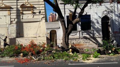 Sancionarán a quienes poden árboles sin permiso de la Municipalidad