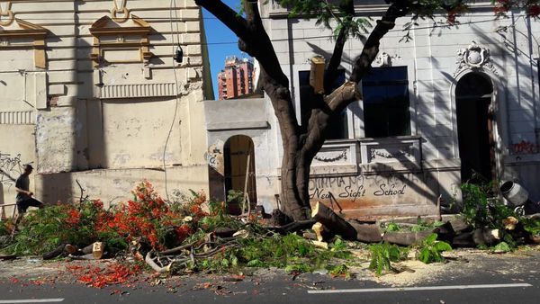 Sancionarán a quienes poden árboles sin permiso de la Municipalidad