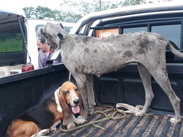 Piel y hueso: así rescataron a varios animales de un criadero clandestino
