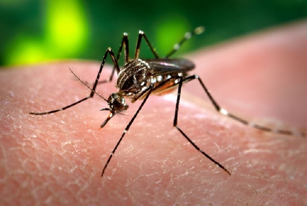 El 93% de los casos de dengue se concentran en área Metropolitana