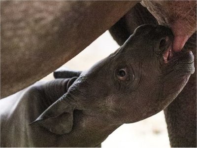 Un rinoceronte negro nació en Nochebuena en Estados Unidos