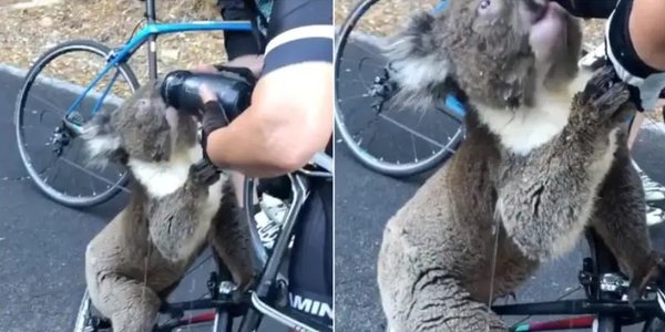 Noble gesto: Ciclistas dan de beber agua a koala que huye de altas temperaturas | Noticias Paraguay