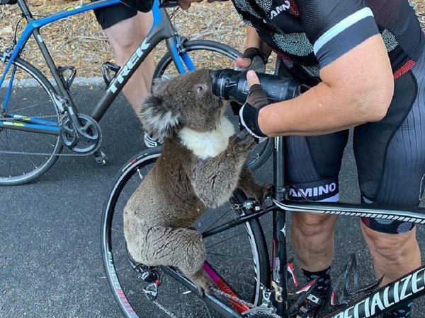 Koala detiene a ciclista en la carretera y le pide agua
