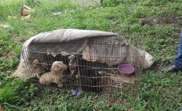 HOY / Allanan criadero clandestino: 26 animales fueron rescatados