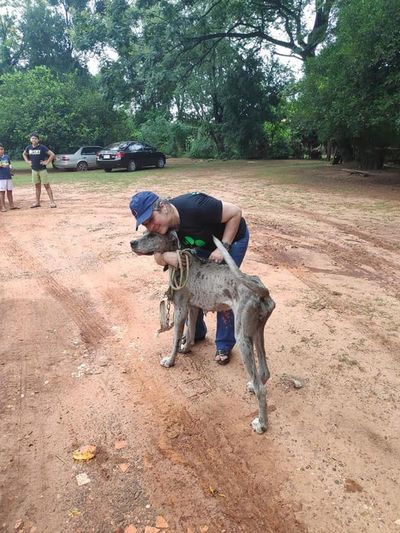 Allanan criadero clandestino y rescatan 22 perros en pésimo estado