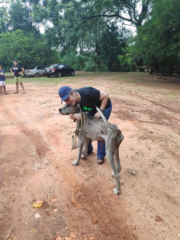 Allanan criadero clandestino y rescatan 22 perros en pésimo estado