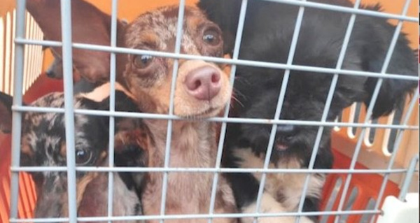 “Los animales estaban viviendo en el infierno”