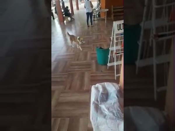PELUSA, LA PERRITA QUE PONE LA BASURA EN SU LUGAR