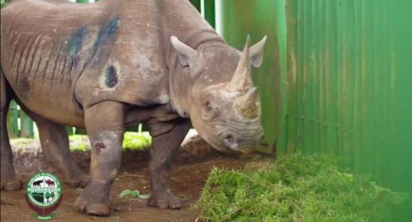 El rinoceronte "más viejo del mundo" muere en Tanzania a los 57 años » Ñanduti