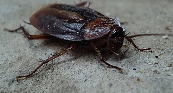 Operan a cucaracha y le salvan la vida | Noticias Paraguay