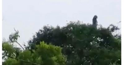 (VIDEO) ¿Filman a un Póra en lo alto de un árbol?