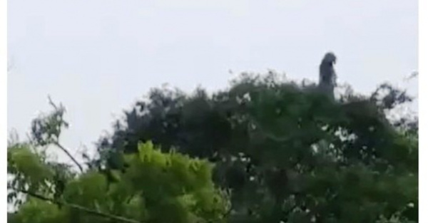 (VIDEO) ¿Filman a un Póra en lo alto de un árbol?