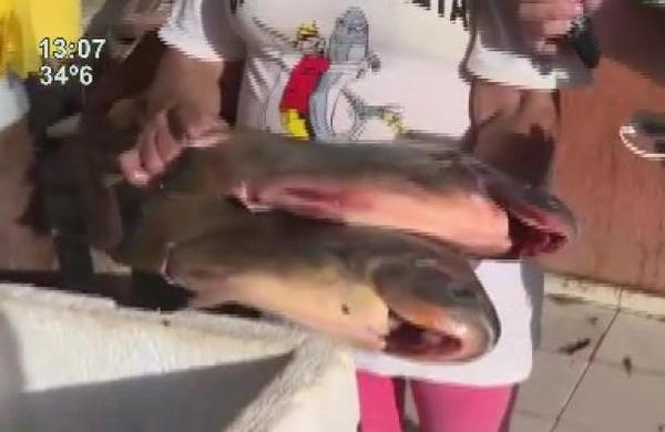 Pescado, la opción para la cena de año nuevo - SNT