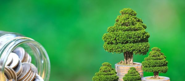 Bonos Verdes 2019, un año extraordinario