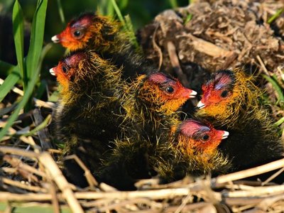 El misterio de los pichones coloridos de las fulicas de plumaje anodino