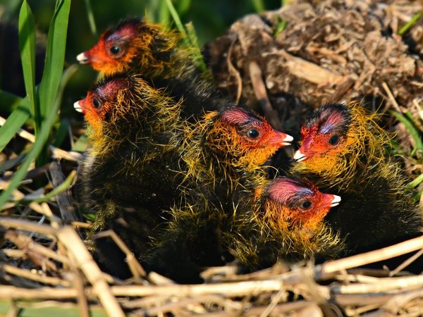El misterio de los pichones coloridos de las fulicas de plumaje anodino