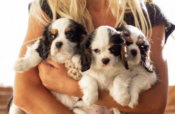 Arriendo de mascotas con opción de compra: una práctica que puede dañar a personas y animales - SNT