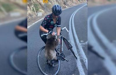 Incendios en Australia: Koala desesperado detiene a ciclista para pedir agua - SNT