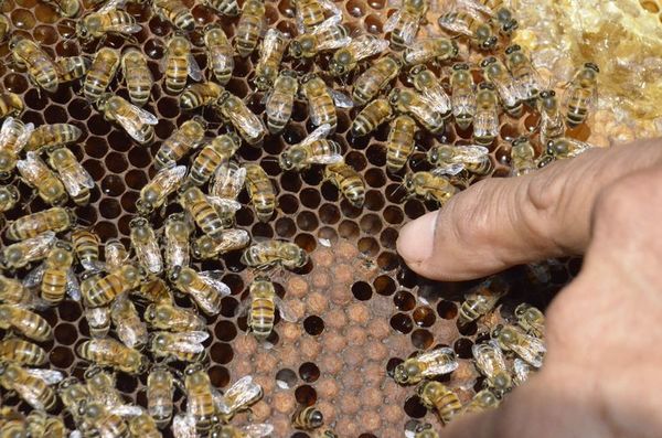Francia prohíbe dos nuevos pesticidas para proteger a las abejas - Ciencia - ABC Color