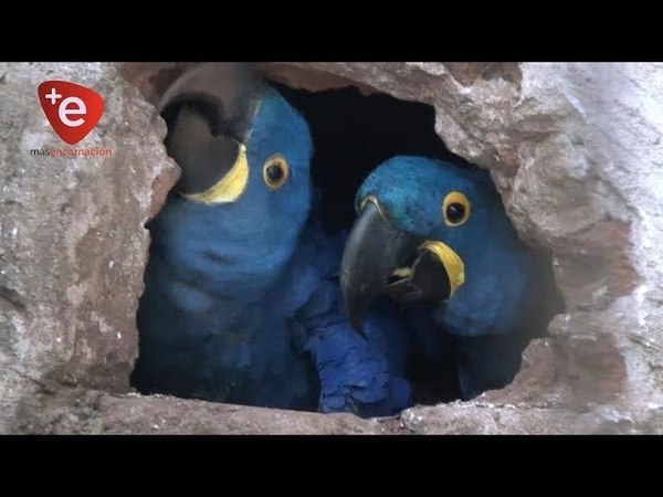 EL GUACAMAYO AZUL, UN AVE EN PELIGRO DE EXTINCIÓN ES CRIADO EN ENCARNACIÓN