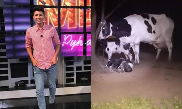 Toñito Gaona también tiene sus vacas