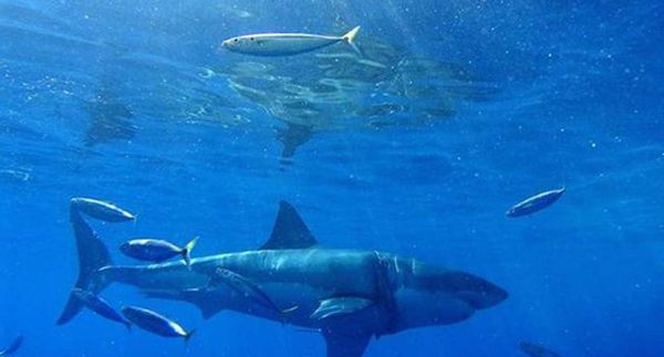 Pescadores atrapan un tiburón blanco de 4 metros de largo en Florida » Ñanduti