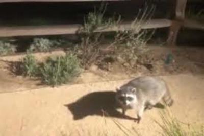 La insólita reacción de dos mapaches descubiertos en un jardín