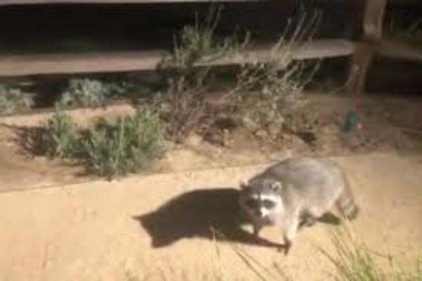 La insólita reacción de dos mapaches descubiertos en un jardín