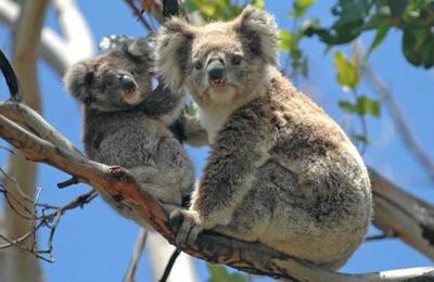 Incendios que afectan a Australia han matado a casi 500 millones de animales - SNT