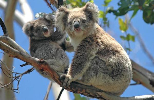 Incendios que afectan a Australia han matado a casi 500 millones de animales - SNT