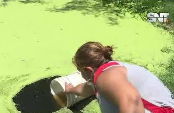 Situación extrema: Pobladores de Chaco'i beben agua de tajamar - SNT