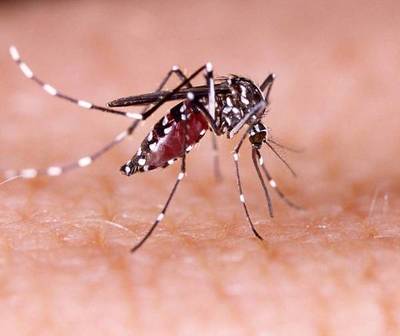 Alerta máxima por dengue