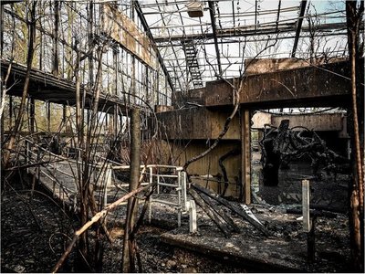3 mujeres supuestamente habrían provocado incendio en zoo alemán