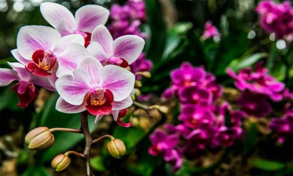Taiwan apoyará a Paraguay en la producción masiva de orquídeas