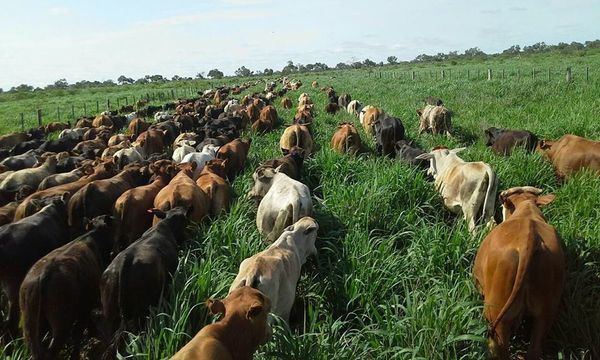 El Instituto de la Carne comenzará a funciona dentro de dos meses