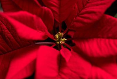 La flor de Navidad es peligrosa para mascotas - Mascotas - ABC Color
