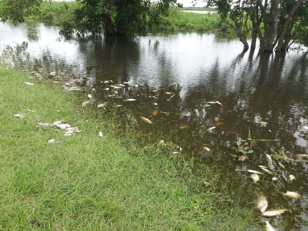 Según estudios, la falta de oxígeno por contaminación causó la muerte de peces