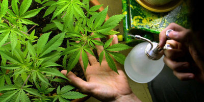 El Cannabis deja de ser peligroso para la salud